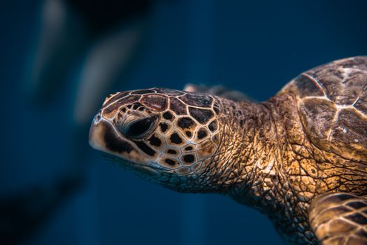 Detailed close-up of a green sea turtle swimming gracefully underwater, showcasing its intricate patterns.