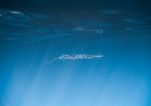 A fish swimming under the surface of the water