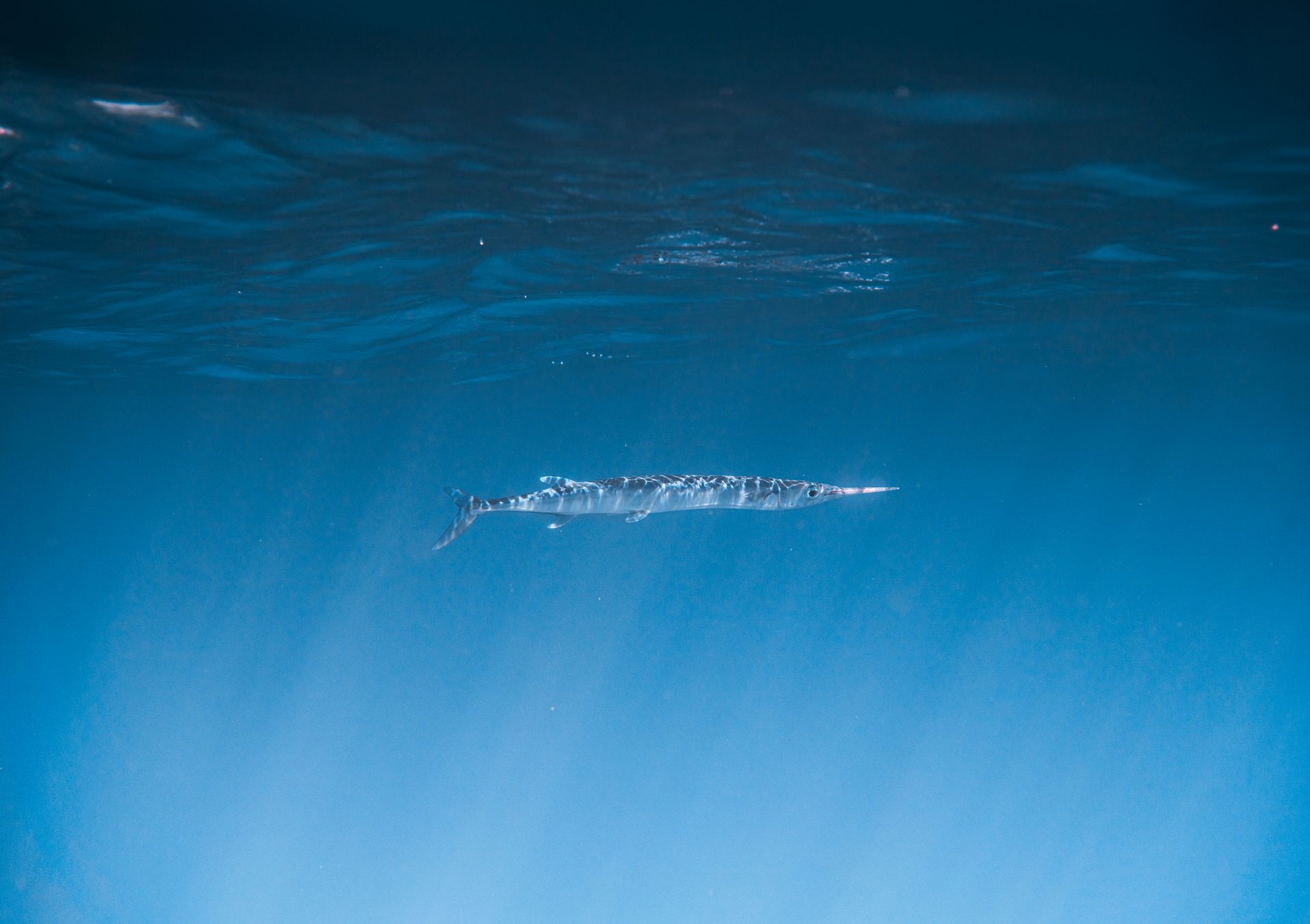 A lone barracuda gracefully swimming in clear blue waters, captured from below.
