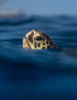 Close-up of a sea turtle's head emerging from the water, highlighting its textured shell.