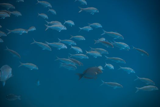 A captivating view of a school of fish swimming gracefully underwater in the deep blue sea.