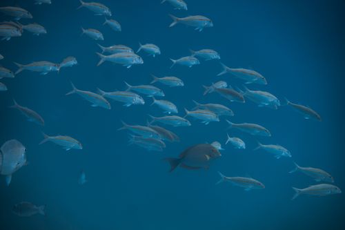 Free A captivating view of a school of fish swimming gracefully underwater in the deep blue sea. Stock Photo