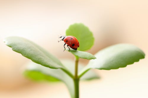 A ladybug sits on top of a plant