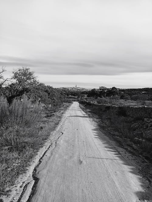 Darmowe zdjęcie z galerii z czarno-biały, droga polna, drzewa