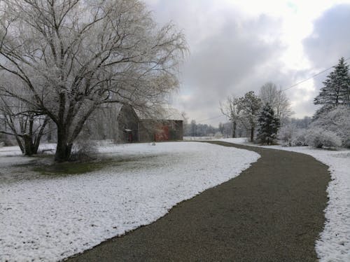 Základová fotografie zdarma na téma sníh, stodola, vrba