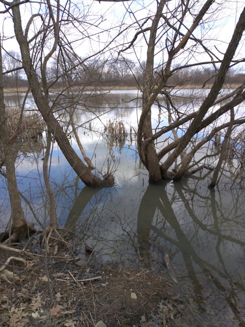 ağaçlar, gölet, sulak arazi içeren Ücretsiz stok fotoğraf