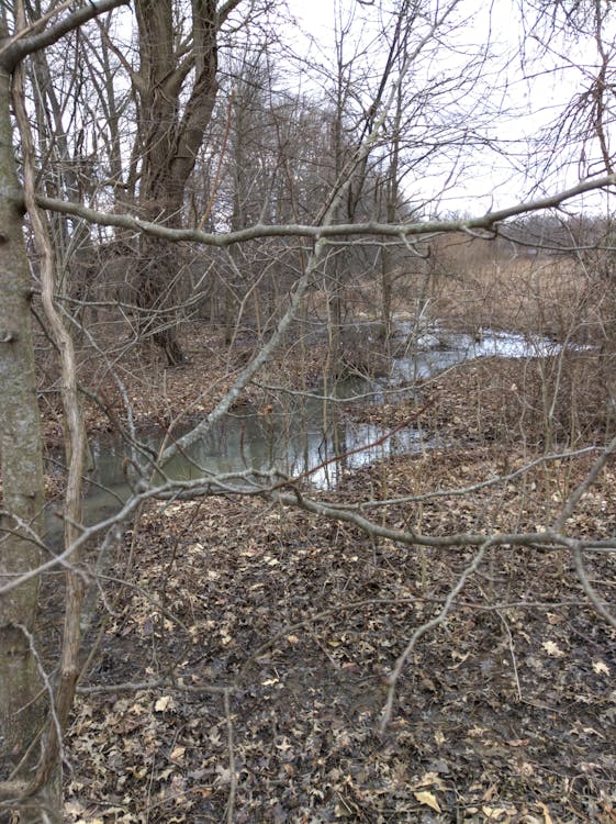 Free stock photo of springtime stream, water, wetland
