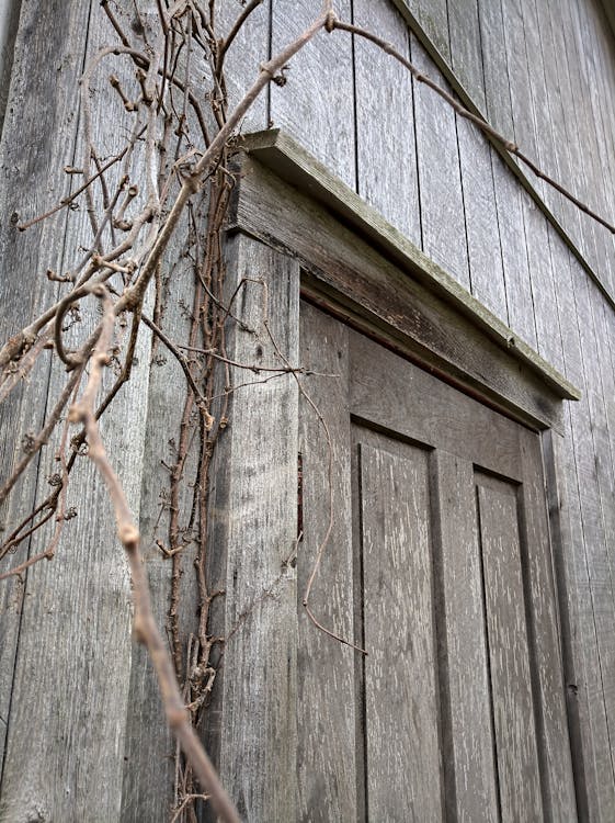 Free stock photo of barn door, door, ivy