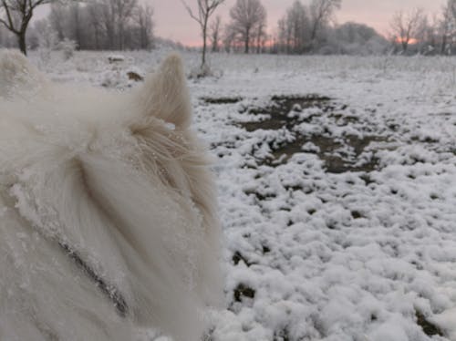 คลังภาพถ่ายฟรี ของ พระอาทิตย์ขึ้น, สุนัข, หิมะ