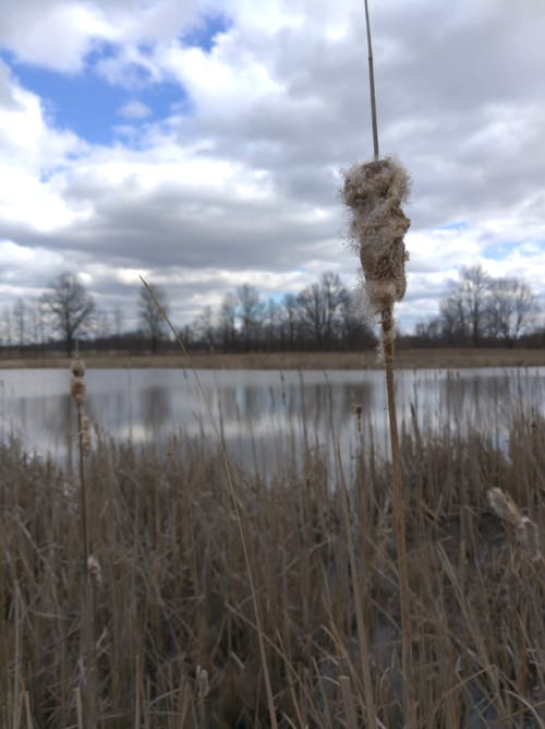 cattail, gölet, sulak arazi içeren Ücretsiz stok fotoğraf
