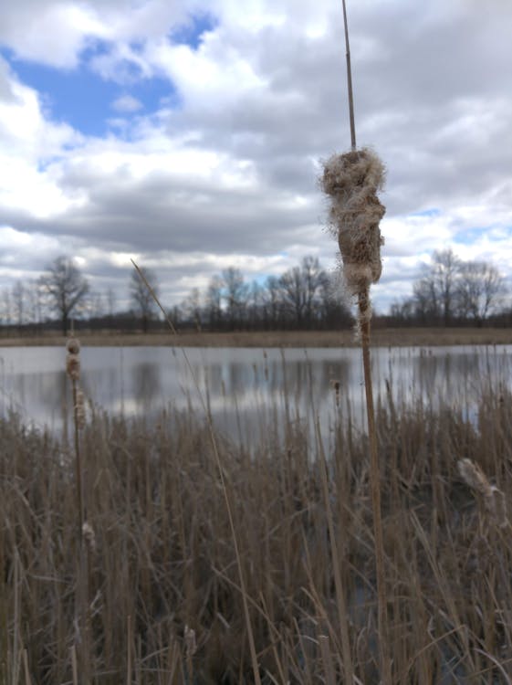 Základová fotografie zdarma na téma cattail, mokřady, rybník