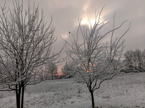 gün doğumu, ilkbahar kar, kar içeren Ücretsiz stok fotoğraf