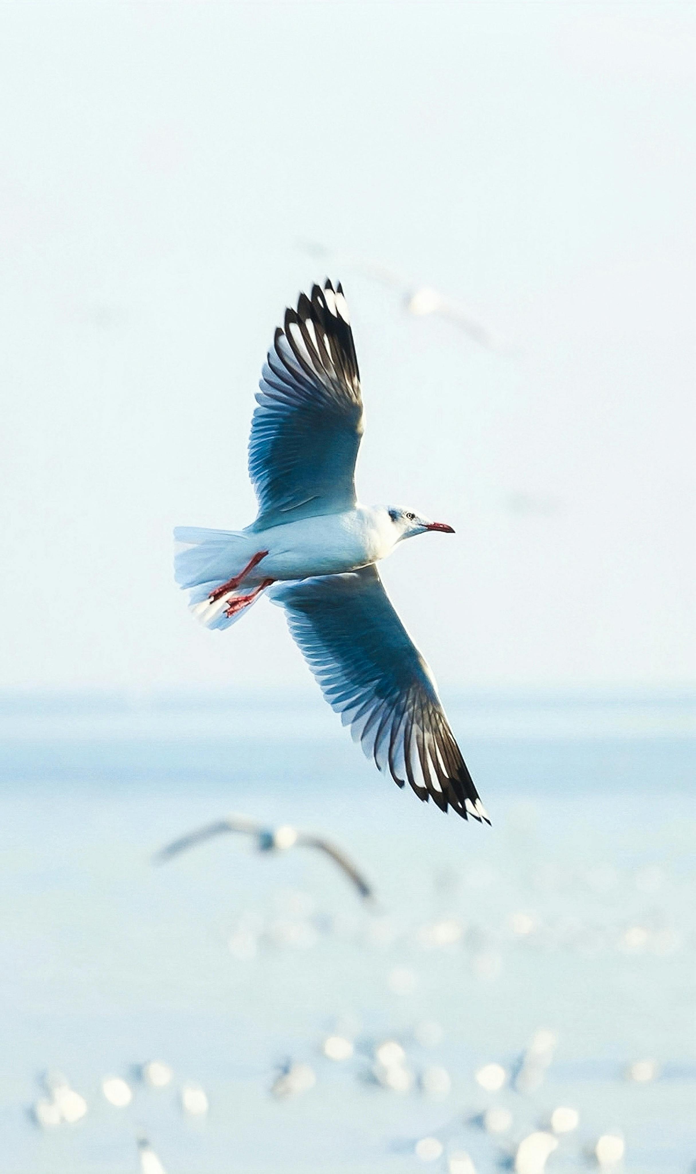 A seagull gracefully soars over the sea, with a backdrop of other birds in flight, showcasing nature's elegance.