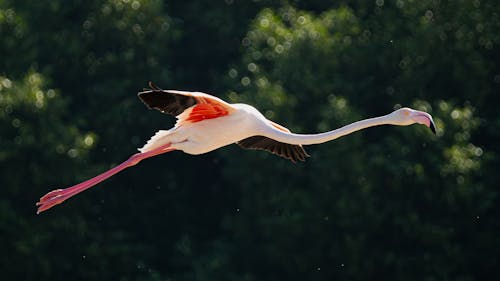 Foto profissional grátis de ave, flamingo, foco seletivo