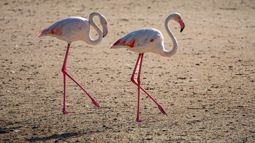 Free Two flamingos strolling on a sandy beach, captured in natural light. Stock Photo