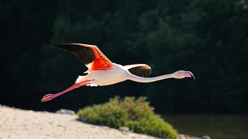 Ilmainen kuvapankkikuva tunnisteilla eläinkuvaus, flamingo, lentäminen