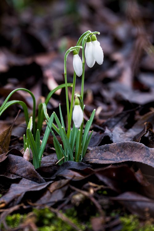 White Snowdrops in Spring
