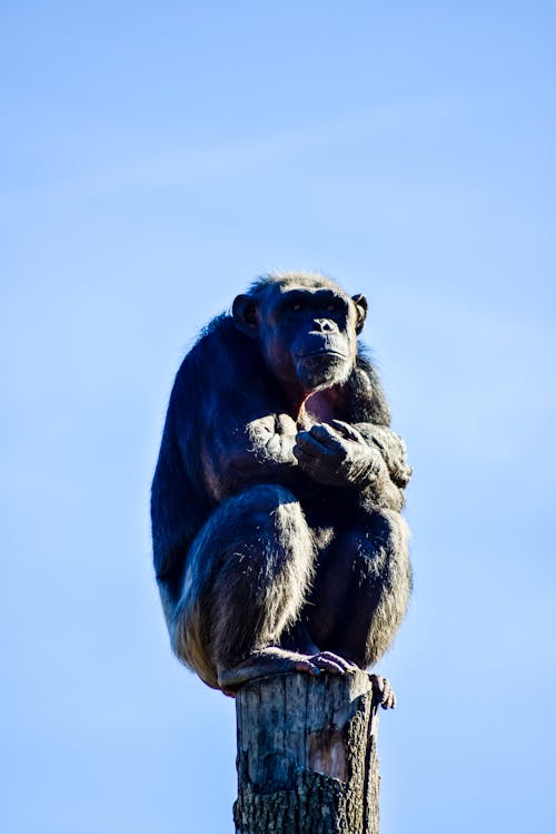 チンパンジー, 動物の写真, 垂直ショットの無料の写真素材