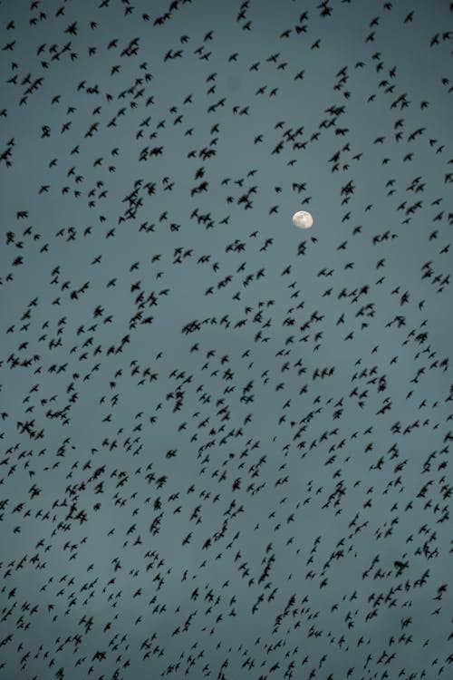 A flock of birds flying in the sky with a moon