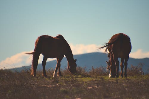 atlar, çimenlik, doğa içeren Ücretsiz stok fotoğraf