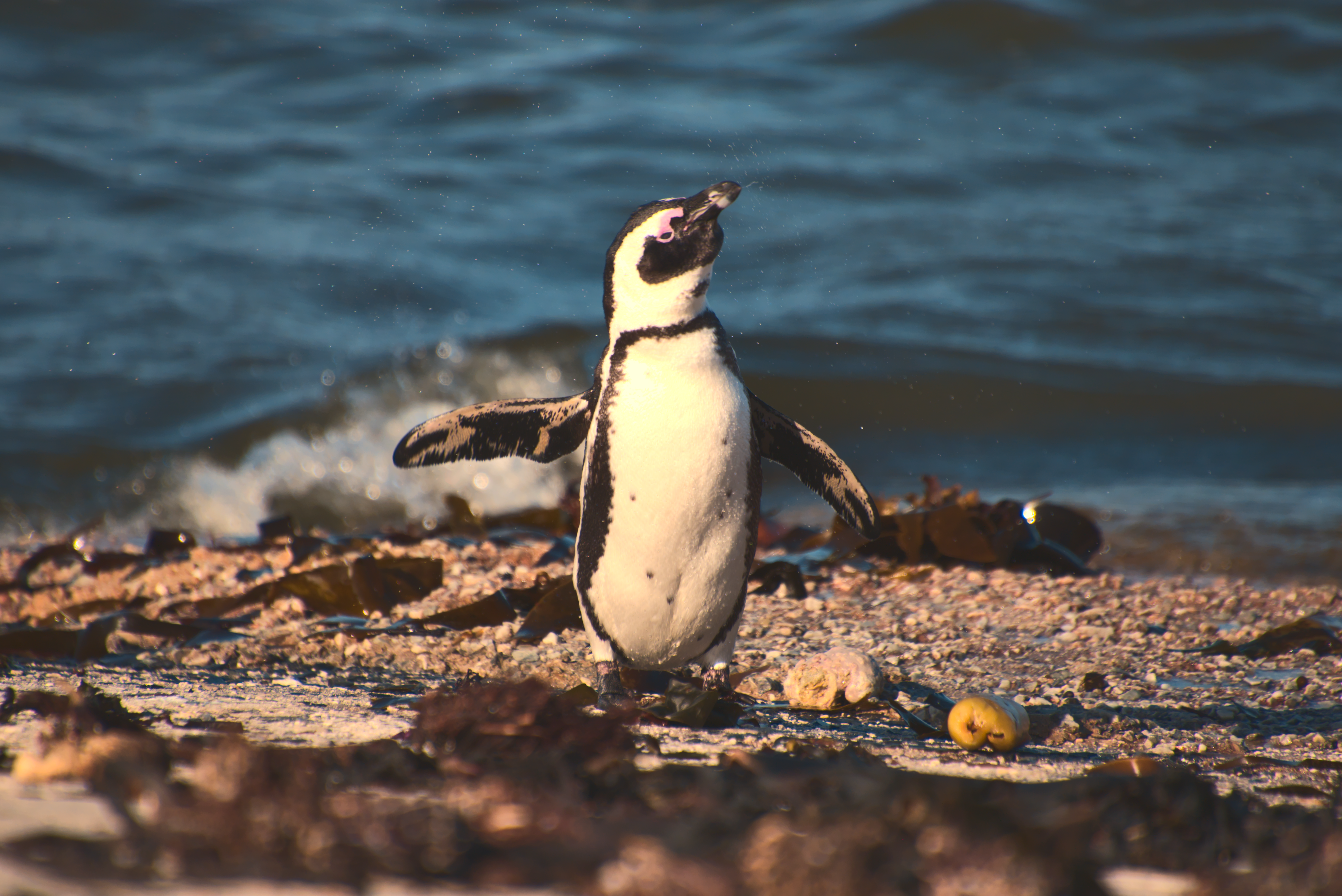 Foto: Delyth Williams / Pexels