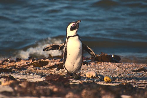 Gratis stockfoto met afrikaanse pinguïn, dierenfotografie, kust