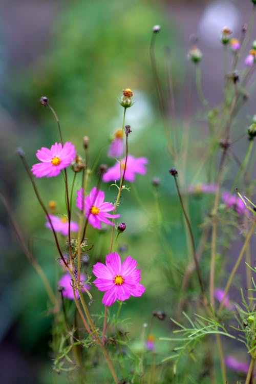 Foto profissional grátis de cor-de-rosa, flores, foco seletivo