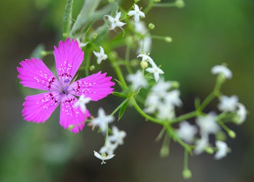 A pink flower with white flowers in the background