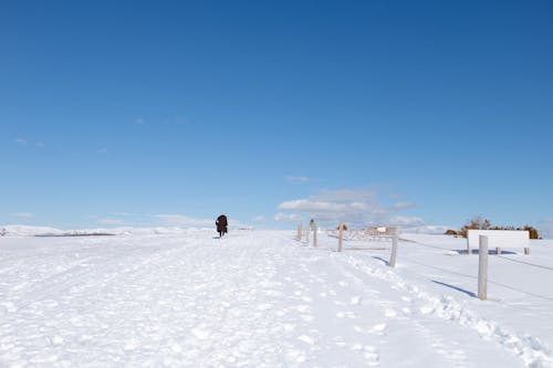 감기, 걷고 있는, 겨울의 무료 스톡 사진