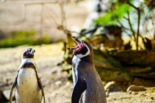Humboldt Penguins in Zoo