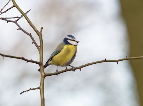 Blue tit perched on a hawthorn sprig.