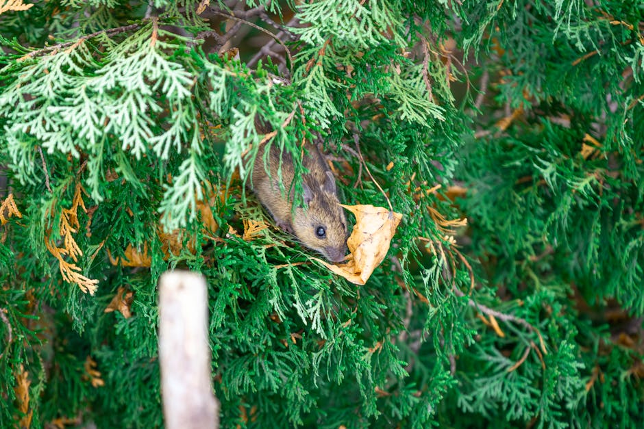 BanG Dream! Yume∞ Mita: Mergulhe no Universo Infinito de Sanzen Sekai (Mugen Dai Myu-Type) e o MV "Tuning"!