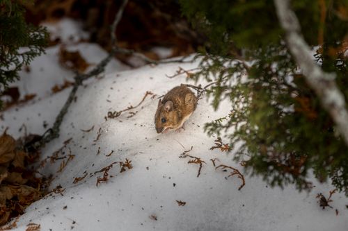 Free A small mouse on snow surrounded by winter foliage in Ludvika, Sweden. Stock Photo