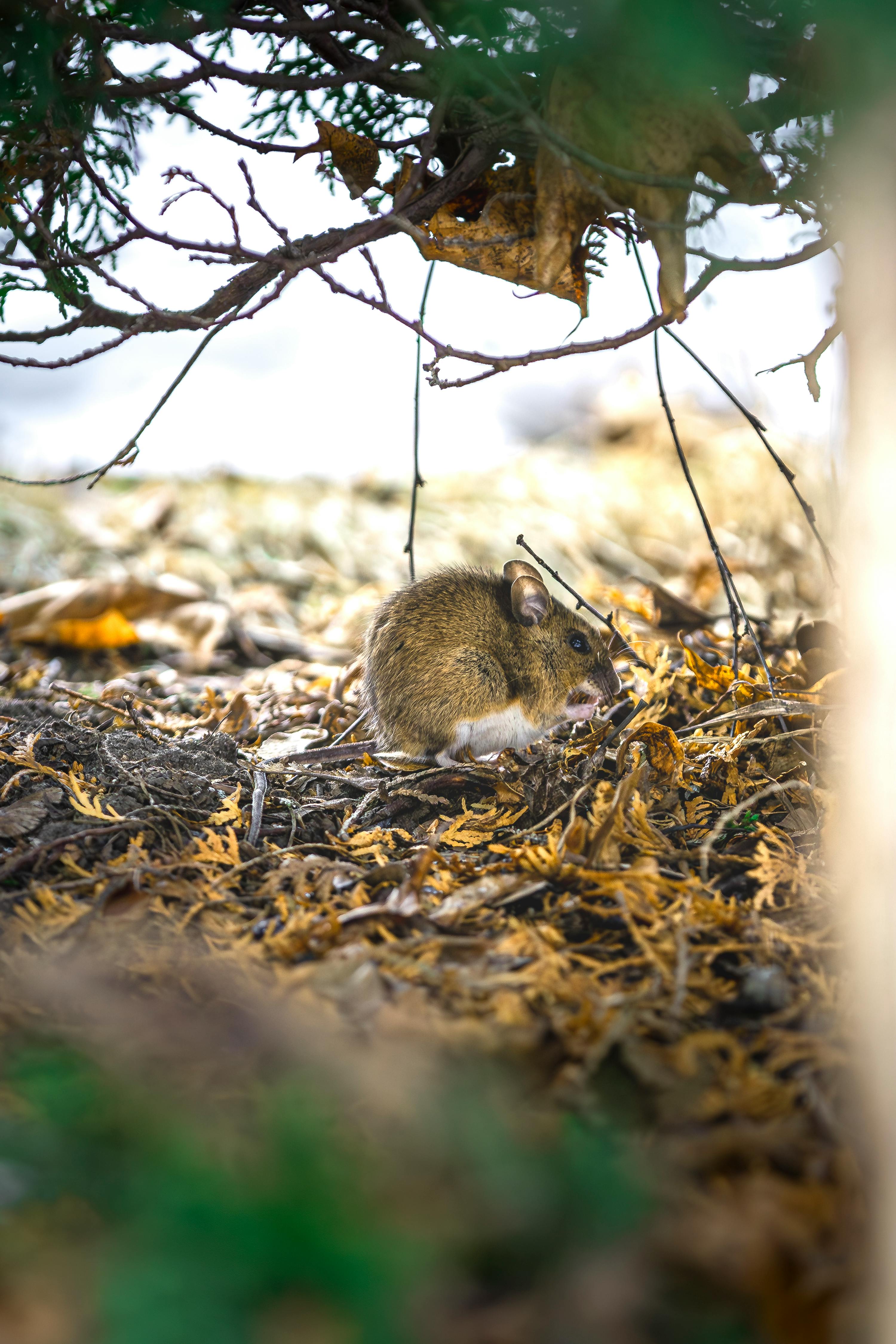 A wild rodent nestled among fall leaves in a woodland setting, showcasing nature's beauty.
