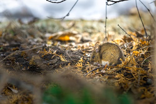 The wood mouse is a little shy, but will come if you stand still and wait