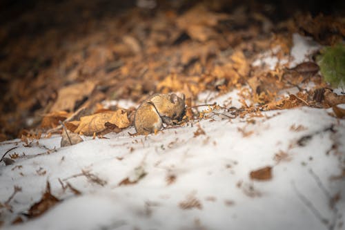 The wood mouse is a little shy, but will come if you stand still and wait