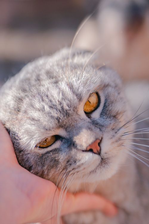 Free Gentle close-up of a Scottish Fold cat enjoying a human's touch, showing contentment and comfort. Stock Photo