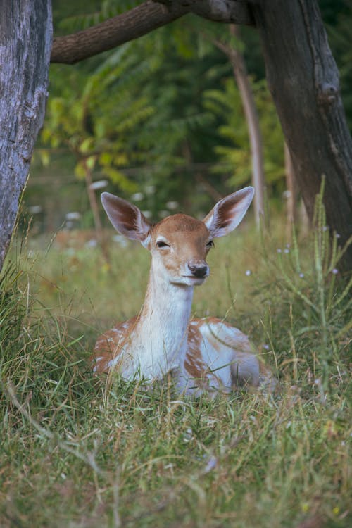 A young deer laying in the grass near a tree