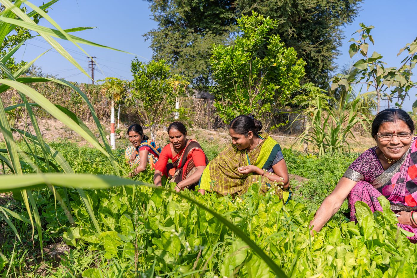 Women farmers working in a green field