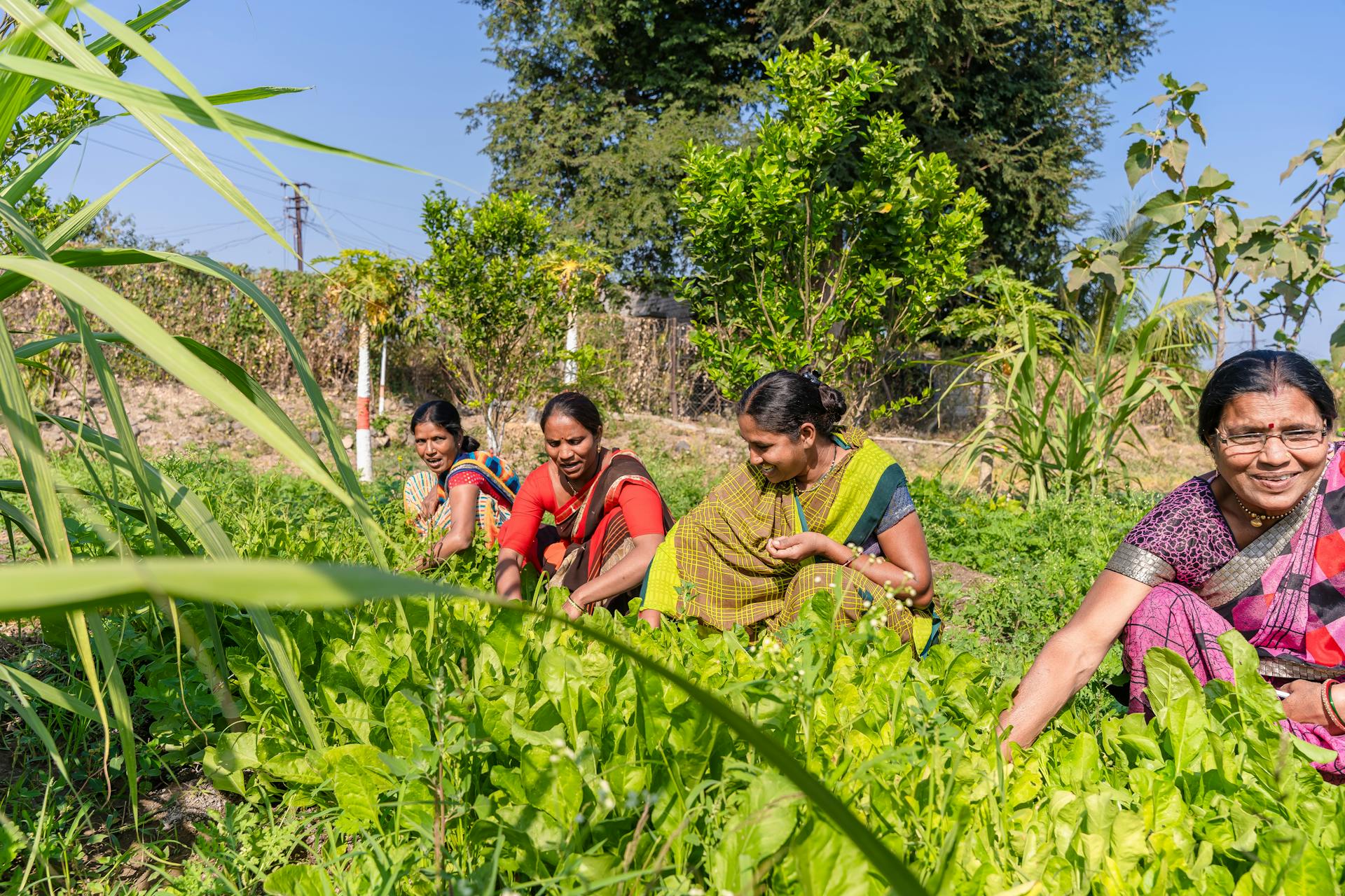 Farmers in India