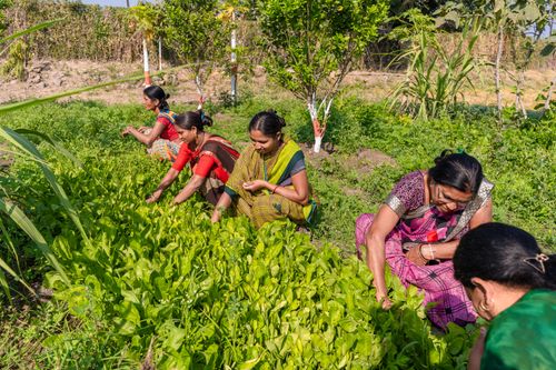 Free Women harvesting greens in a sunny rural field in Nagpur, Maharashtra, India depicting traditional farming methods. Stock Photo