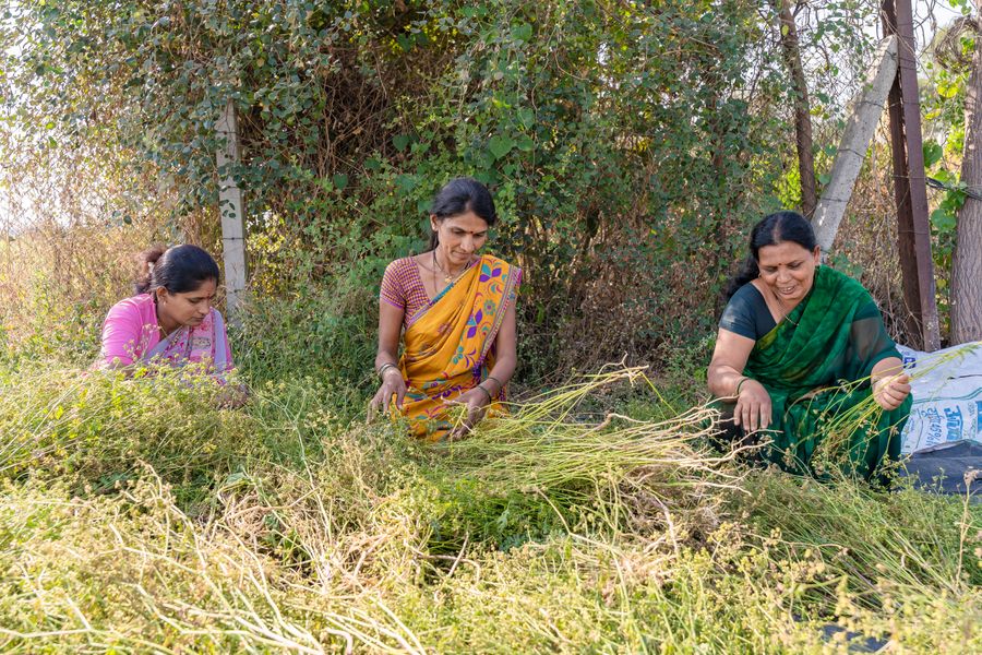 Three women harvesting crops together in Nagpur, India