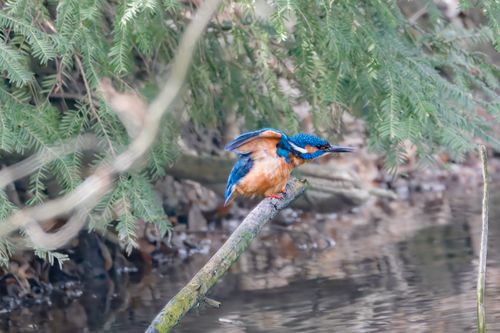 Free A vivid kingfisher bird sitting on a branch over a serene water body in a lush green setting. Stock Photo