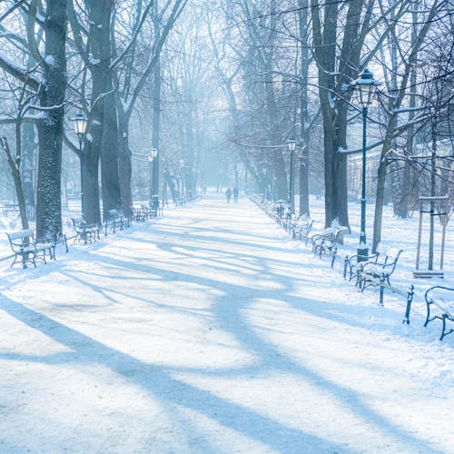 A Park in Winter 