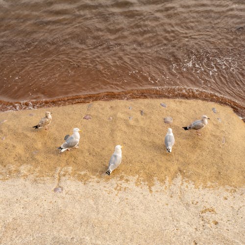 deniz kıyısı, deniz kuşları, hayvanlar içeren Ücretsiz stok fotoğraf