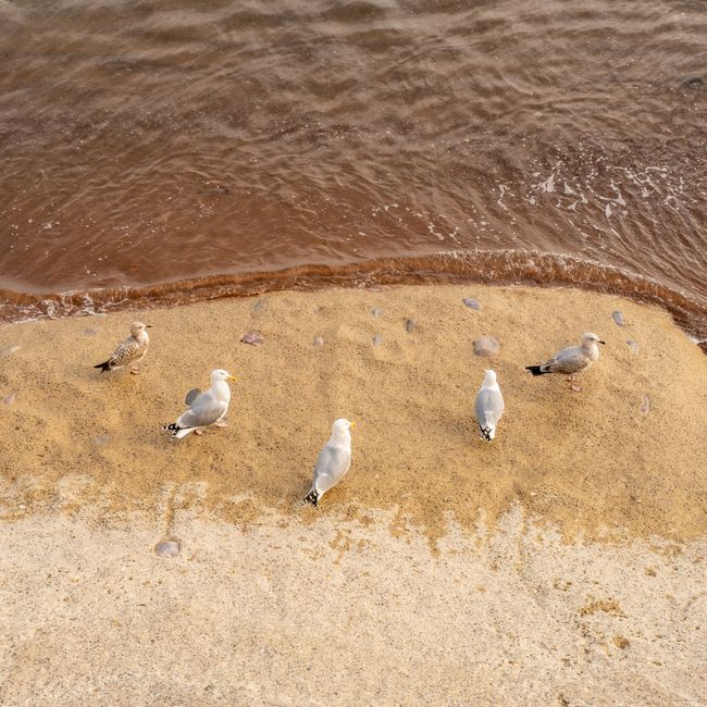 A flock of seagulls on sandy beach in Torquay, UK, captured from above.