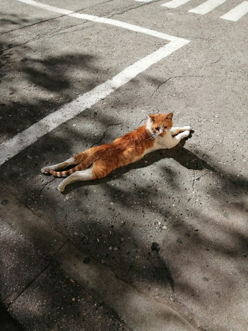 A cat laying on the ground in a parking lot