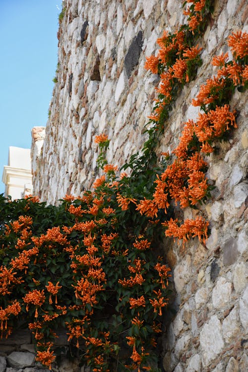 Orange flowers grow on a stone wall