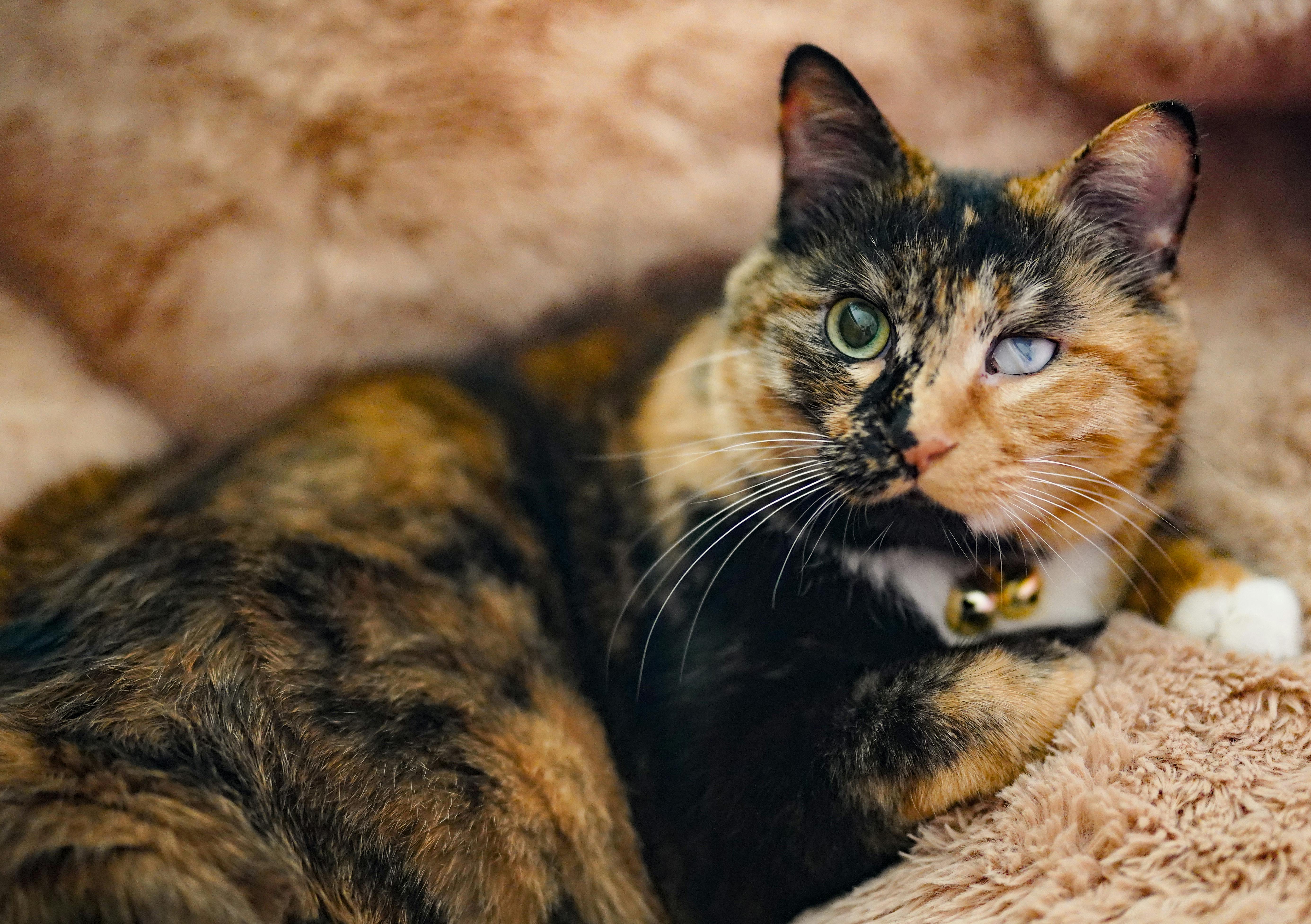 Free stock photo of cats