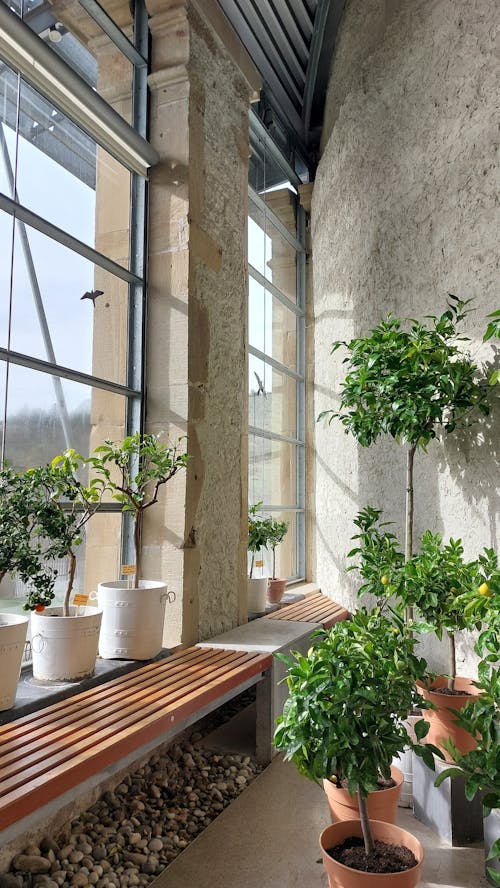 Ingyenes stockfotó ablakok, belső, cserepes növények témában